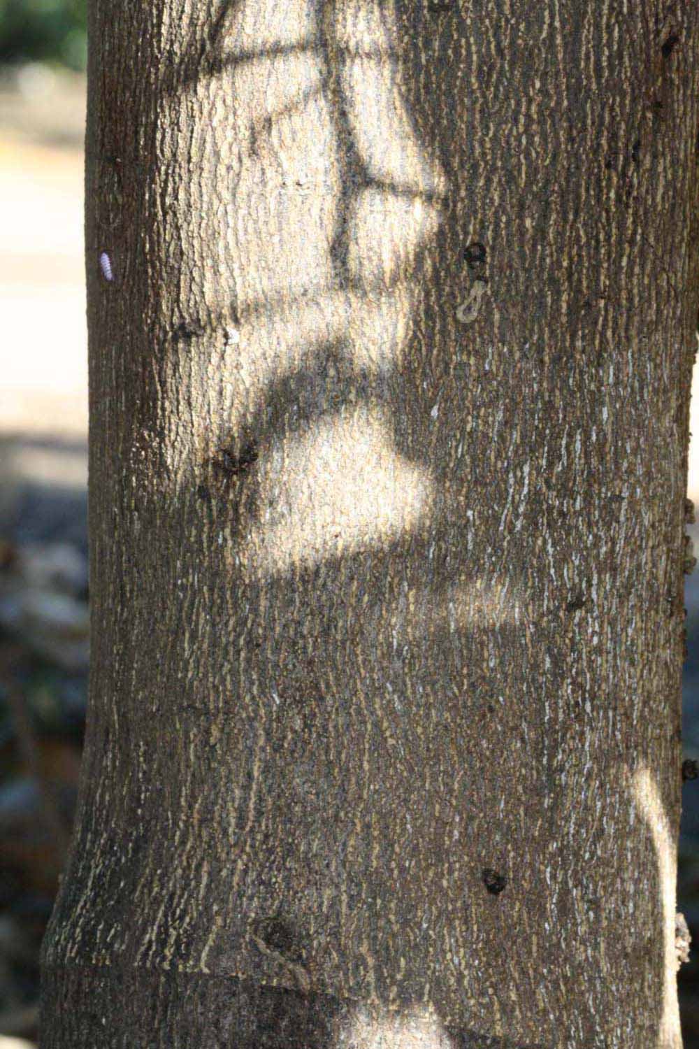            Bark (Riverside, CA)   